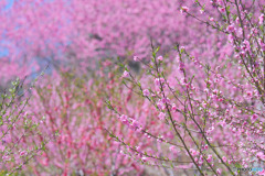 花桃の郷