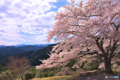 八徳の一本桜