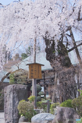 喜多院の枝垂れ桜