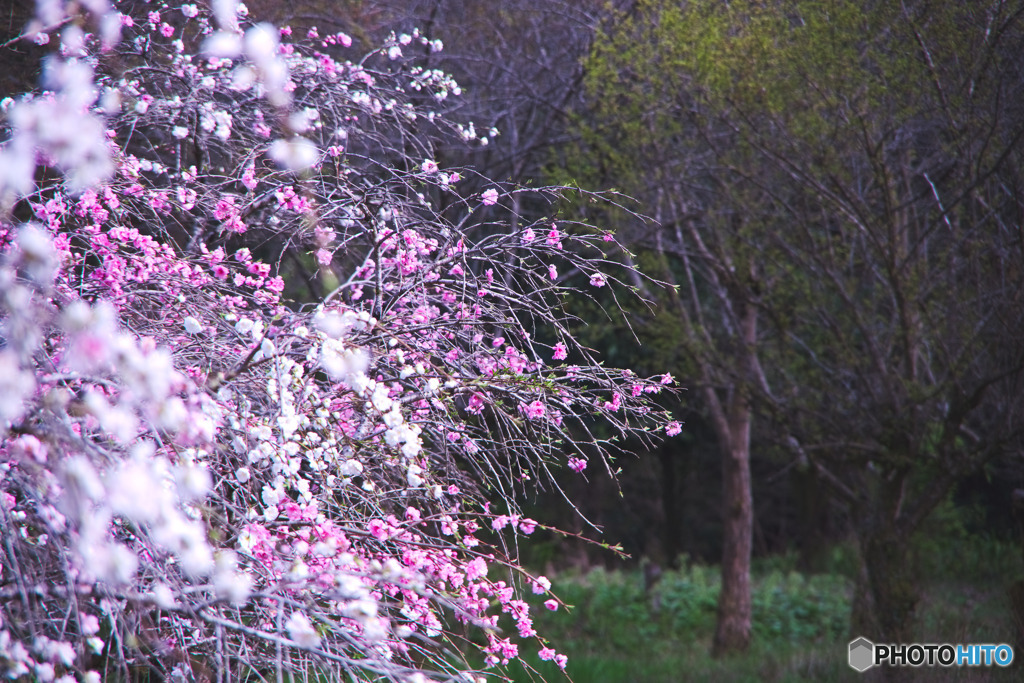 花桃