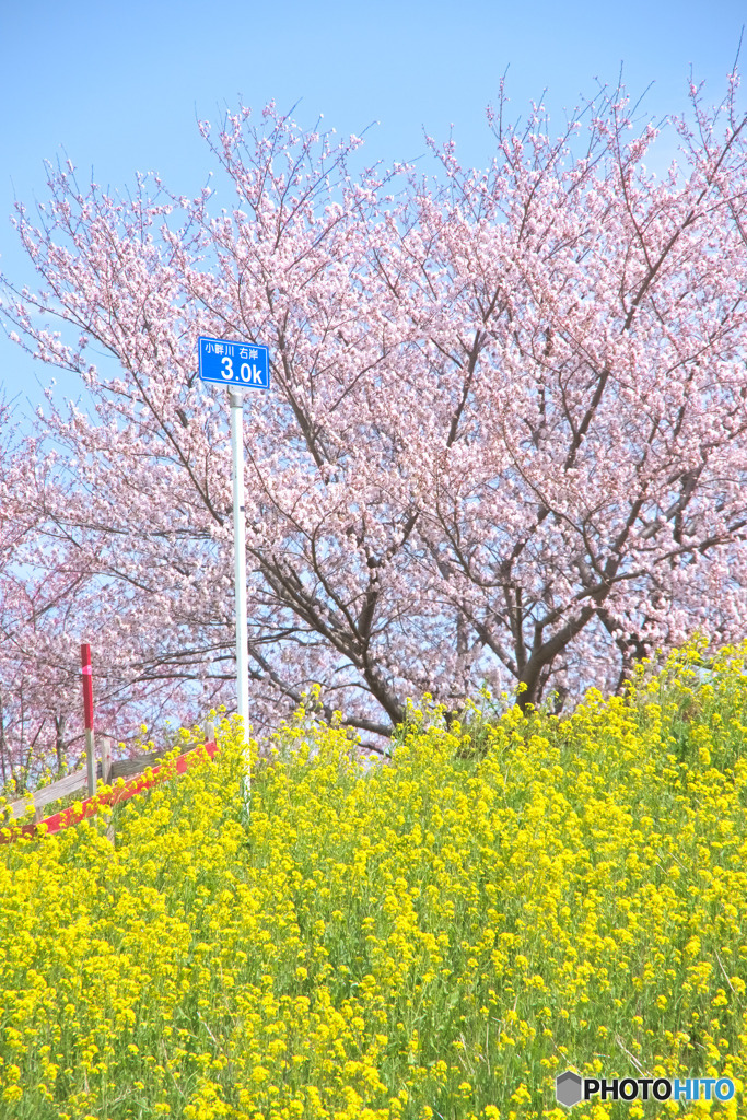 小畔川右岸 3.0k
