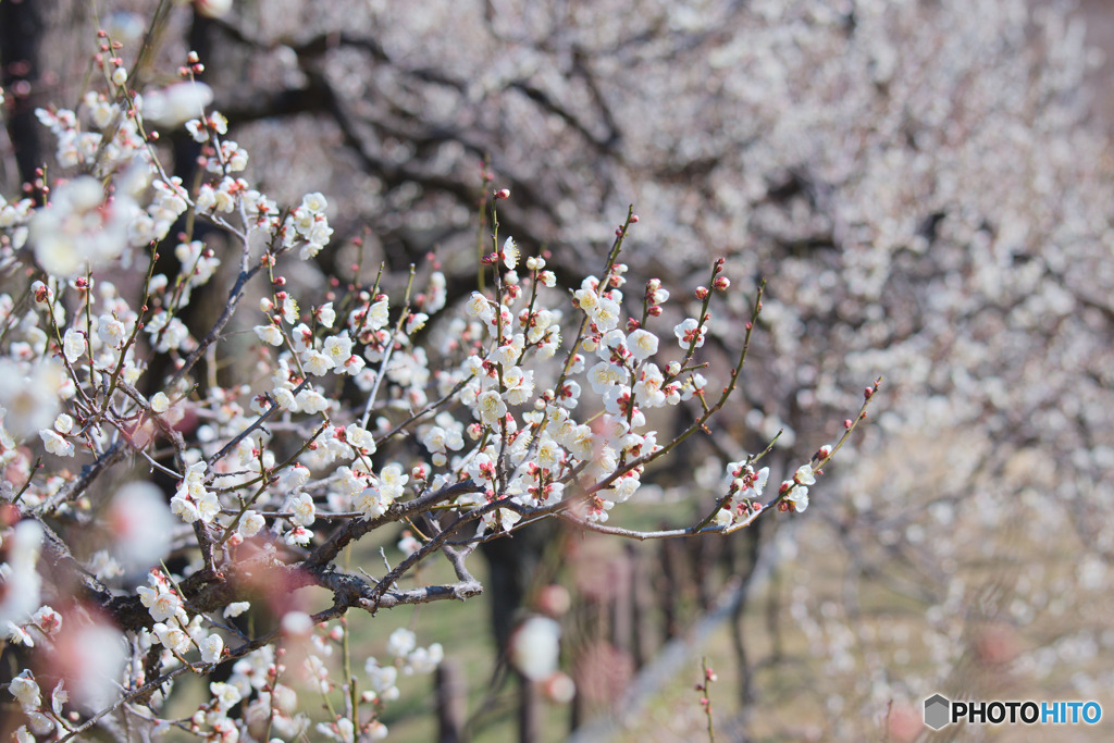 神代植物公園