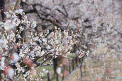 神代植物公園