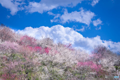 春の足音