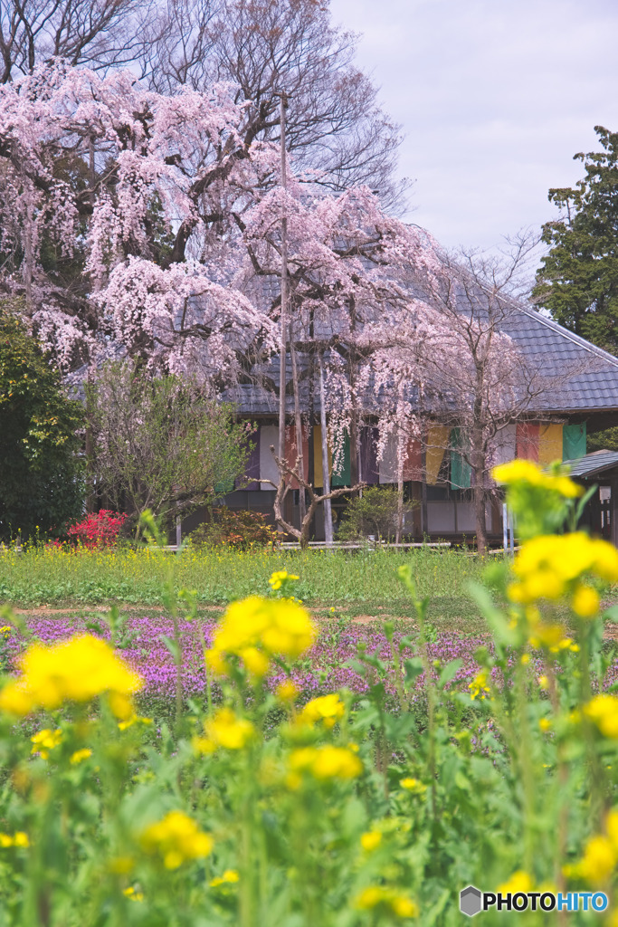 慈眼寺の枝垂れ桜