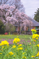 慈眼寺の枝垂れ桜