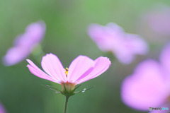 花のオアシス