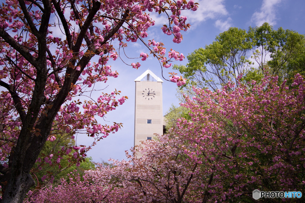 時計塔と八重桜