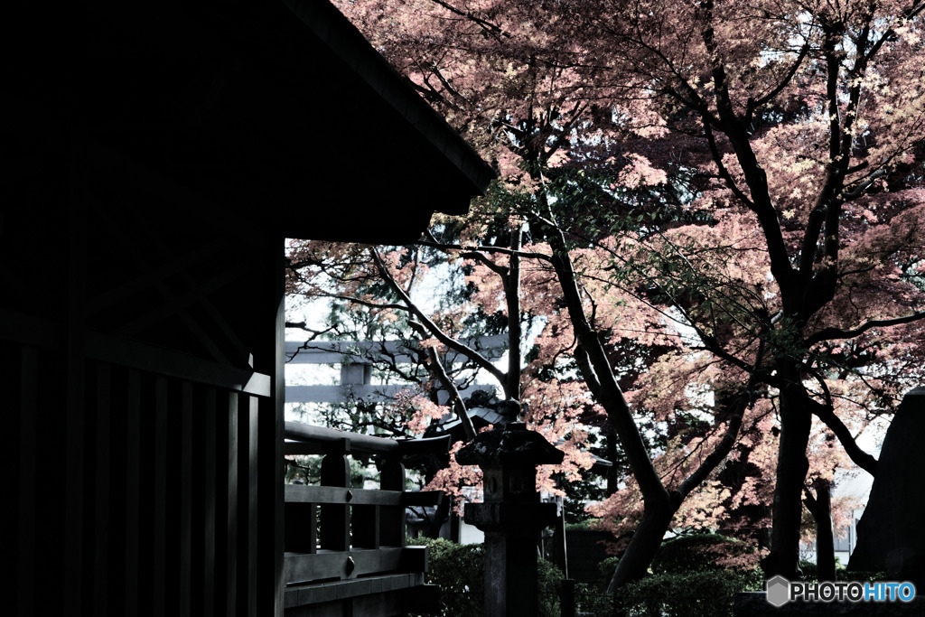 小金井市、貫井神社