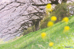入間リバーサイドの桜並木