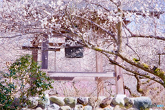 鐘楼と梅