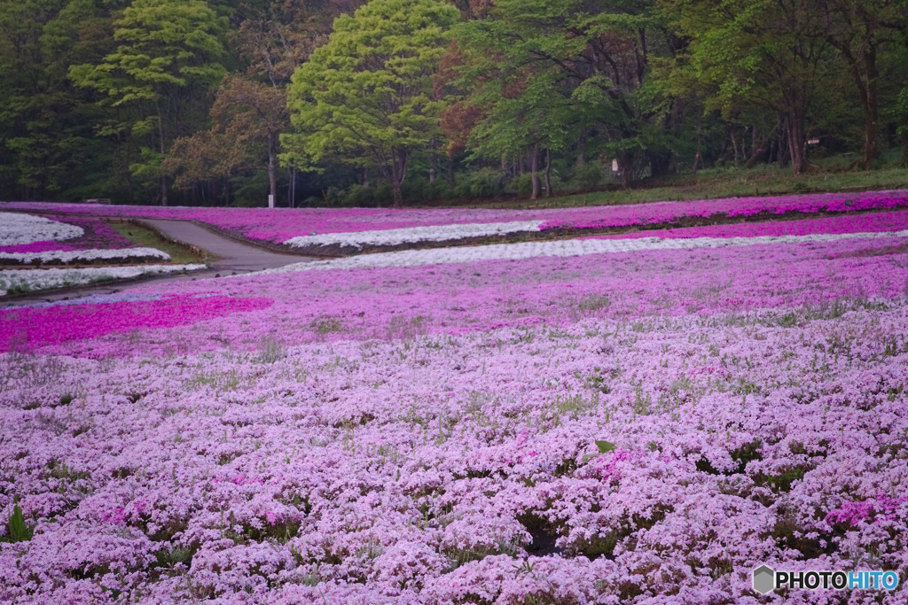 羊山公園