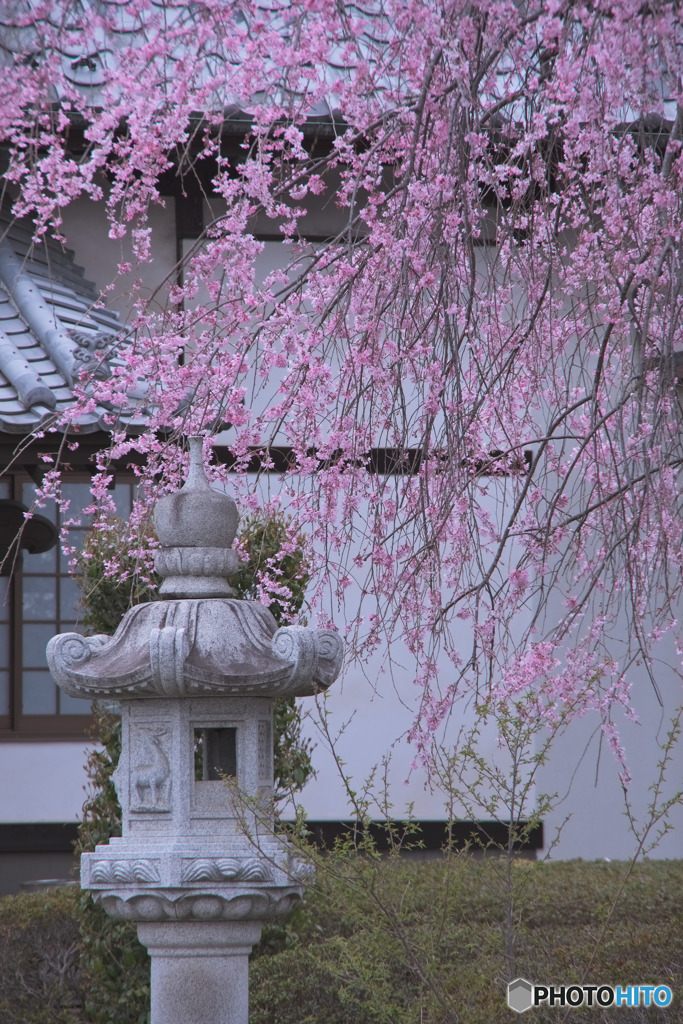 勝光寺の枝垂れ桜