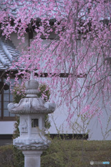 勝光寺の枝垂れ桜