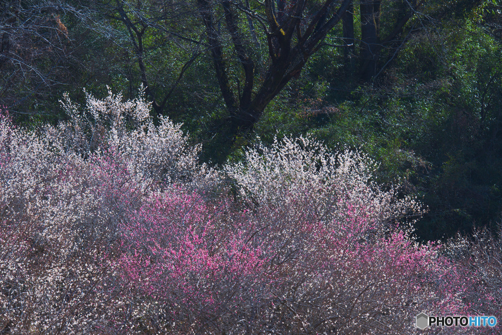 小峰公園