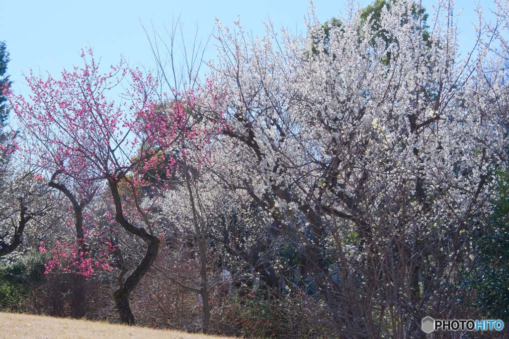 田柄梅林公園