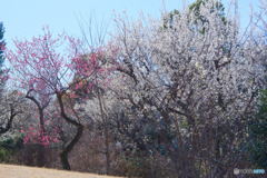 田柄梅林公園