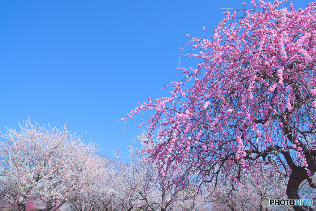 久地梅林公園
