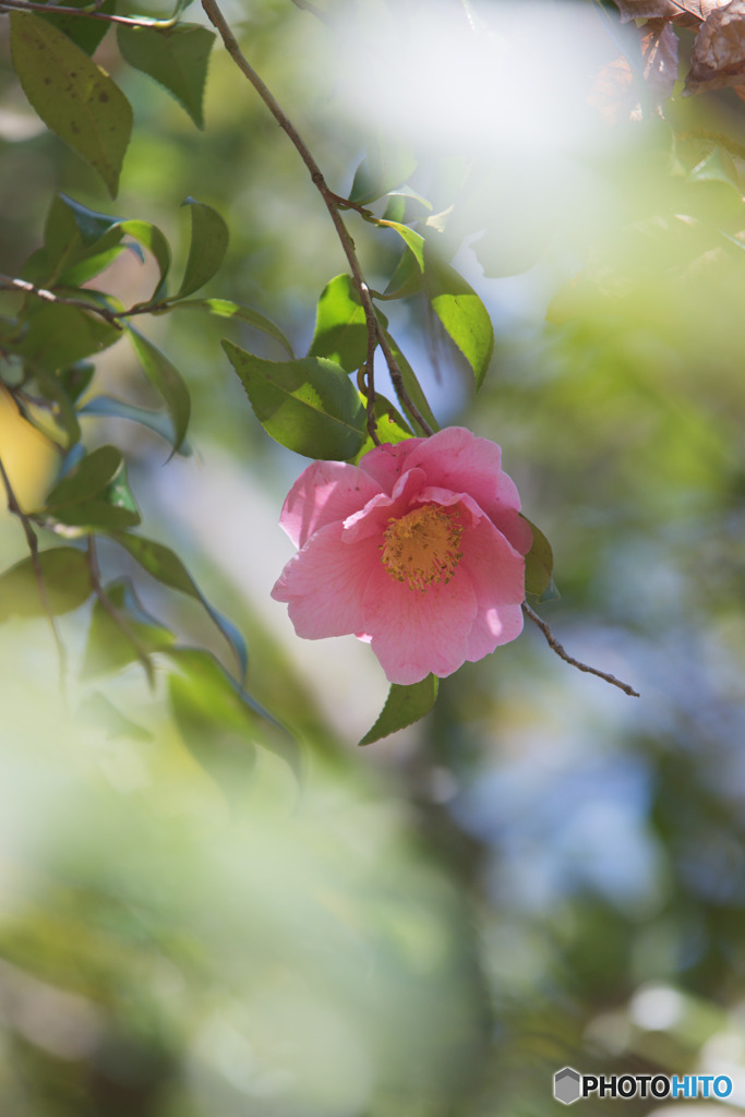 薬師池公園