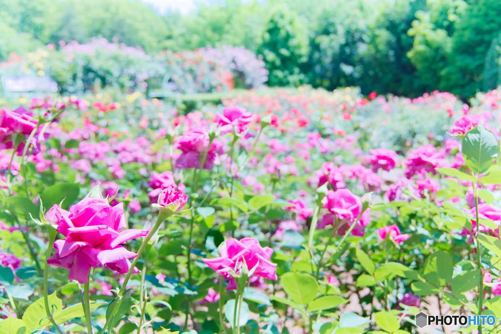 智光山公園、バラ園