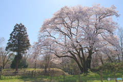 鉢形城公園