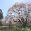 鉢形城公園