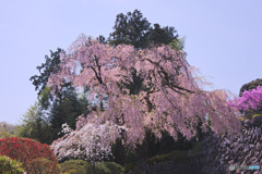宗泉寺の桜