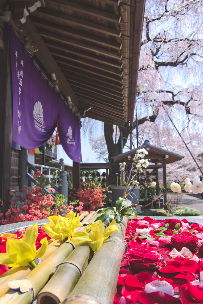 金仙寺の花手水
