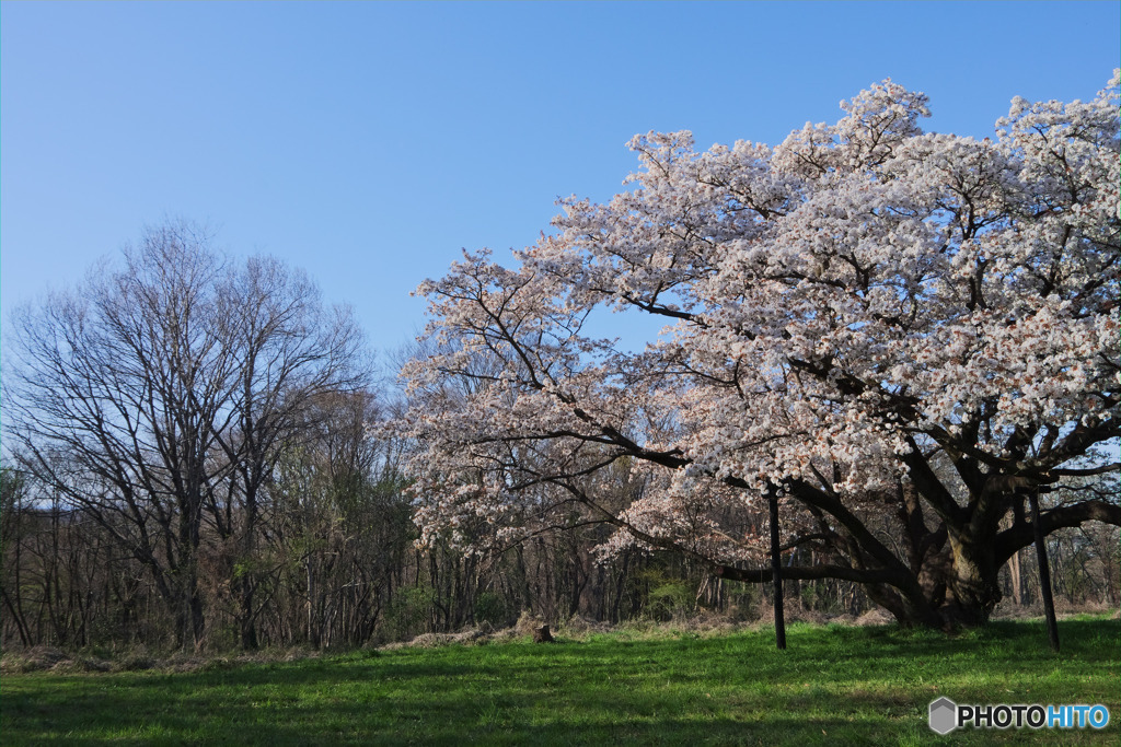 中峯一本桜