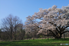 中峯一本桜