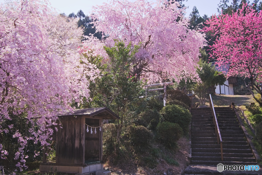 白髭神社（中藤中郷）