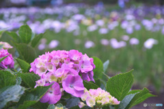 上尾丸山公園