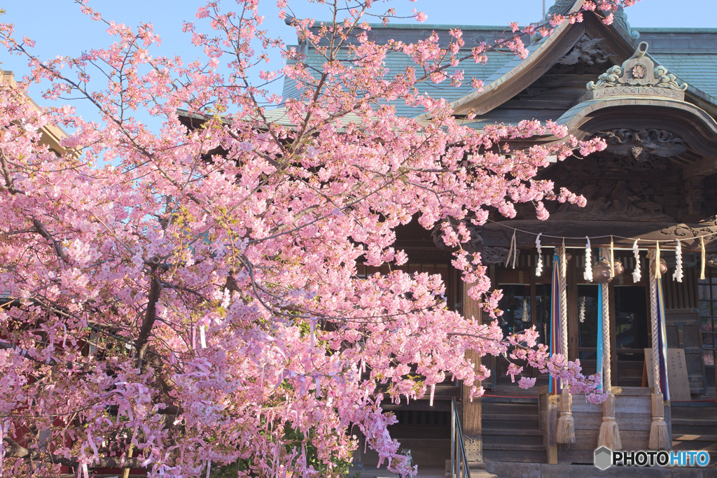 桜神宮