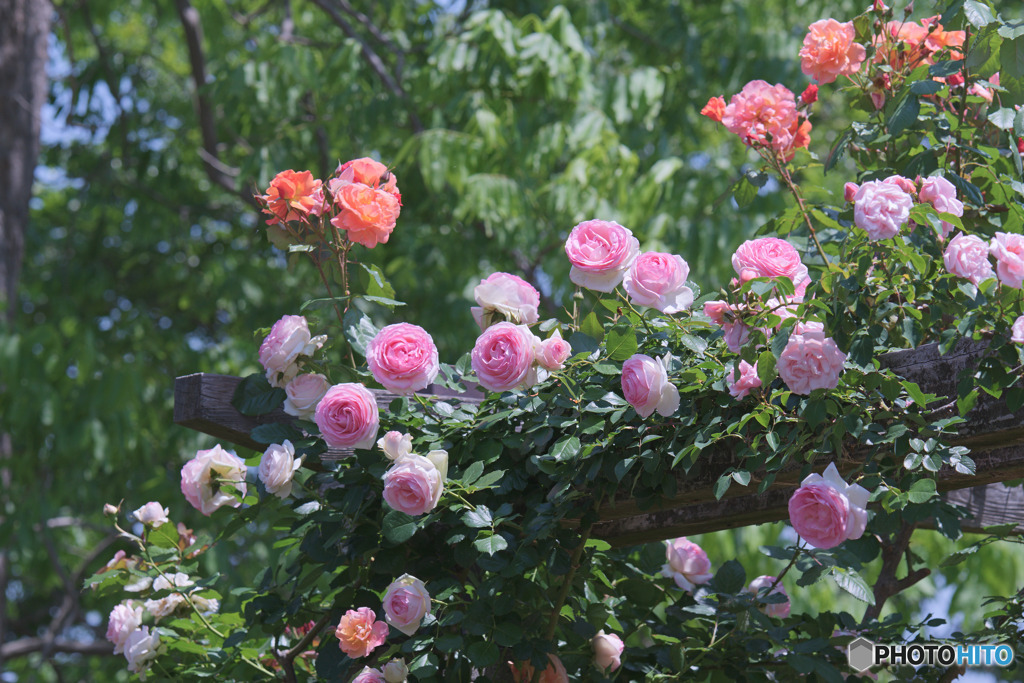 花久の里