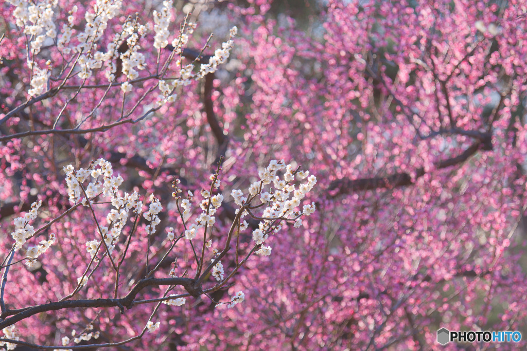 砧公園