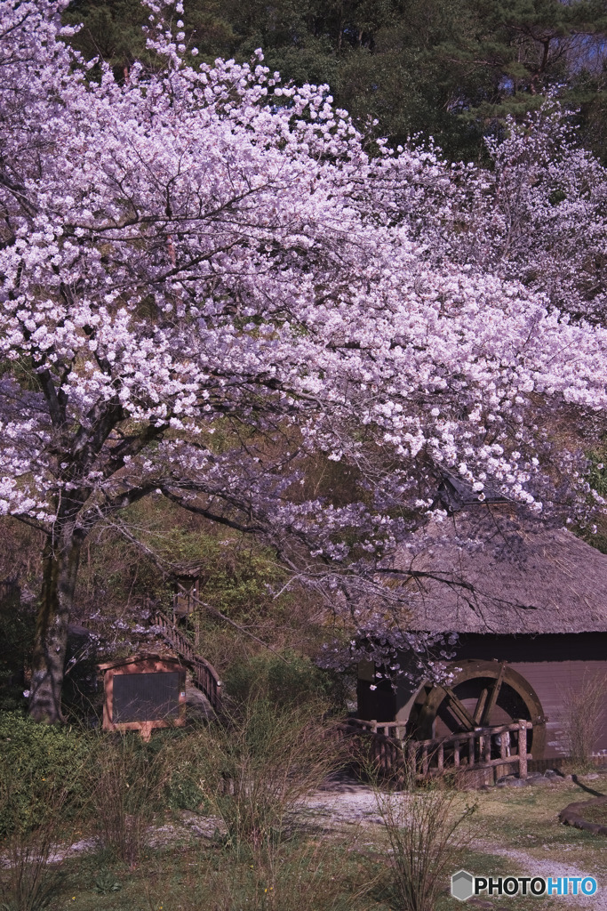 山吹の里歴史公園の桜と水車