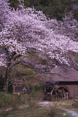 山吹の里歴史公園の桜と水車