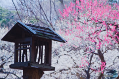 梅園と鳥小屋