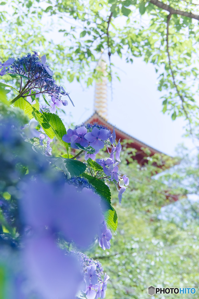 高幡不動尊