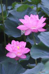薬師池公園