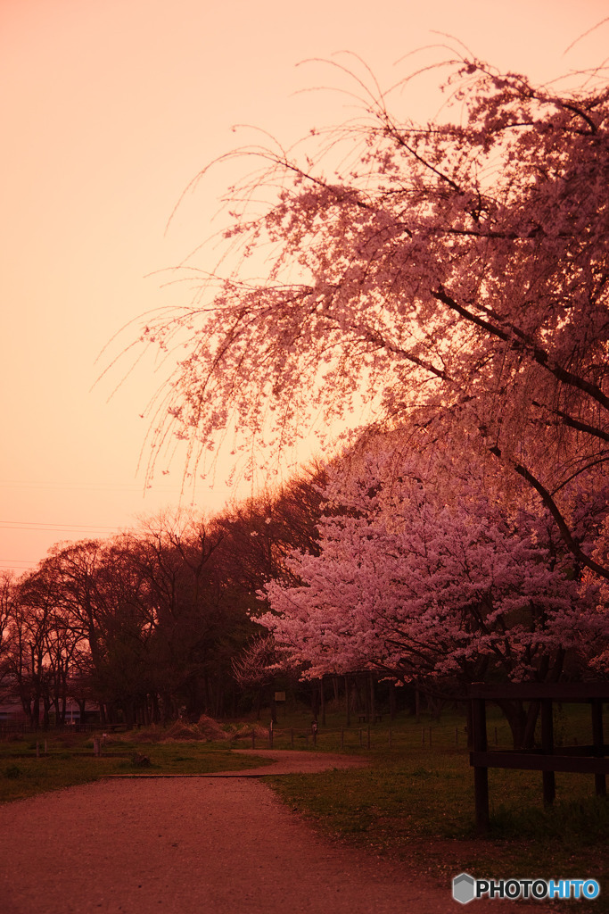 夕焼けと桜
