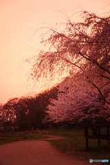 夕焼けと桜