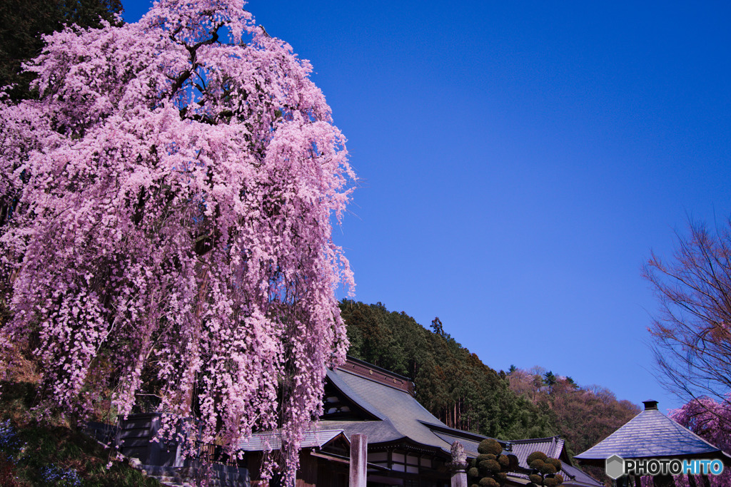 枝垂れ桜