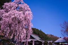 枝垂れ桜
