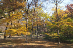 井の頭恩賜公園