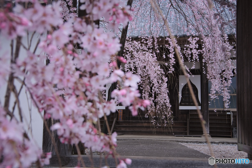 東昌寺の桜