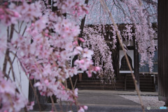 東昌寺の桜