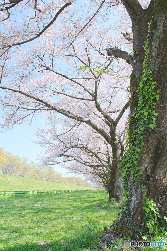 川越水上公園