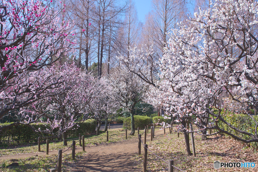 相模原北公園