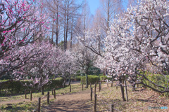 相模原北公園